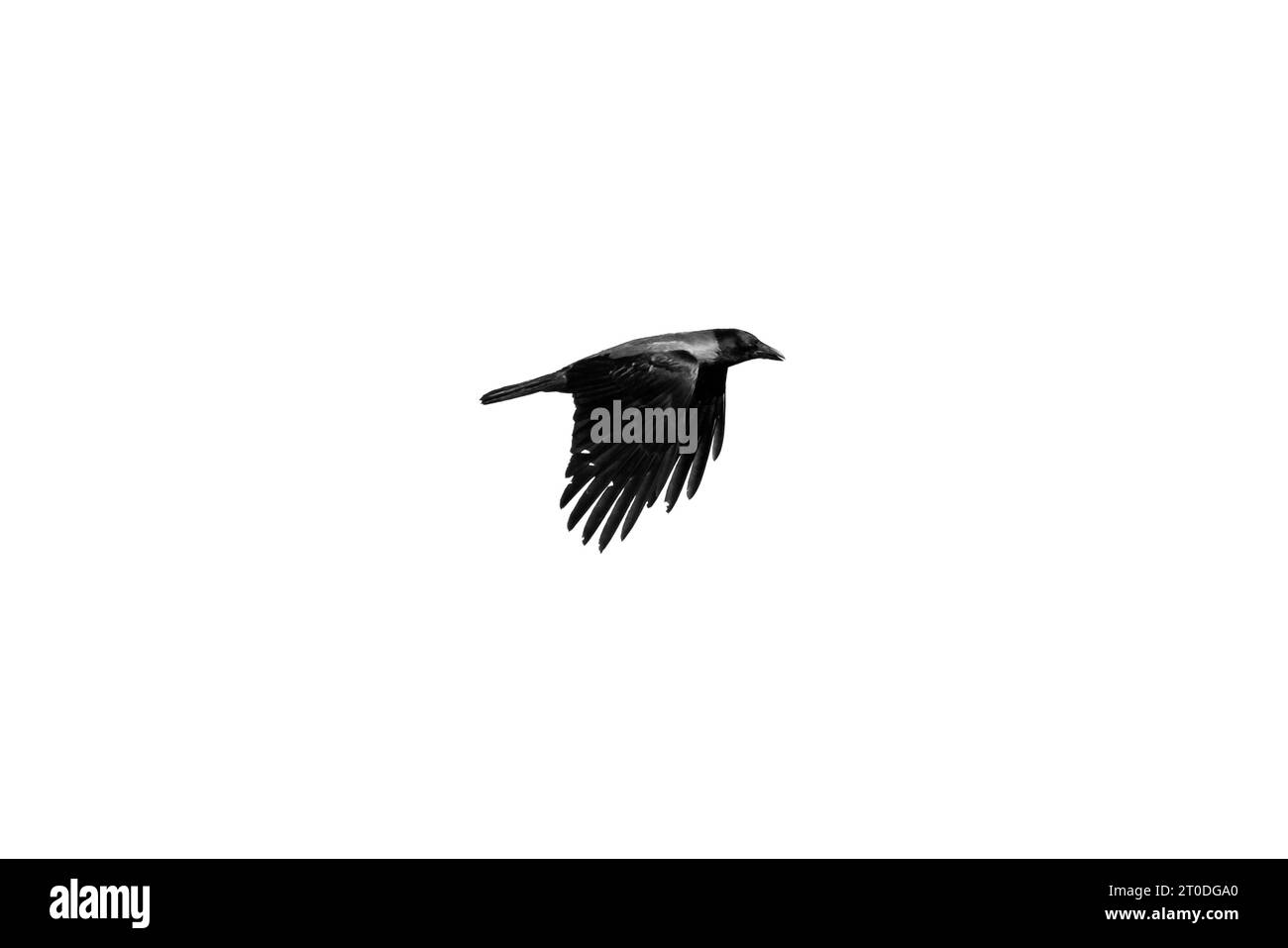 Schwarze Krähe fliegt am Himmel, Nahaufnahme Foto isoliert auf weißem Hintergrund Stockfoto
