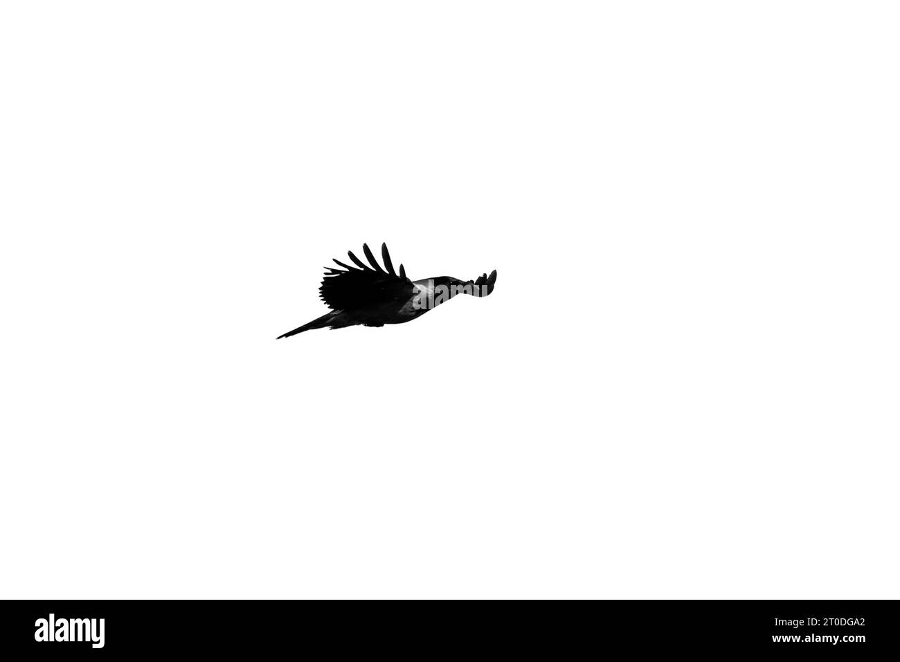 Schwarze Krähe fliegt am Himmel, Nahaufnahme Foto isoliert auf weißem Hintergrund Stockfoto