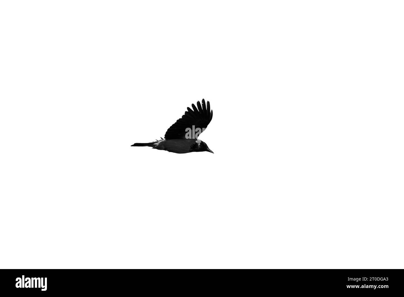 Schwarze Krähe fliegt am Himmel, Nahaufnahme isoliert auf weißem Hintergrund Stockfoto