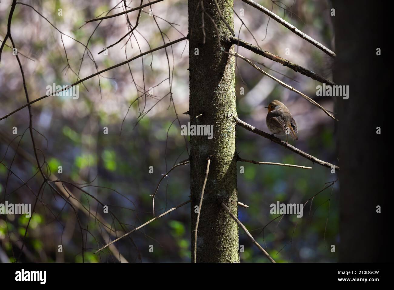 Kleiner Wildvogel sitzt an einem sonnigen Tag auf einem trockenen Baumzweig im Wald. Europäisches robin Stockfoto