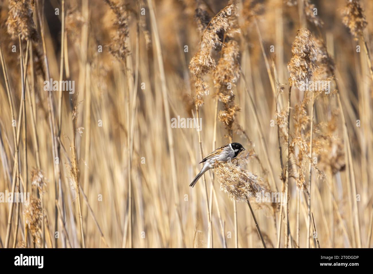 Kleiner Vogel sitzt auf trockenem Küstenrohr, natürliches Foto des männlichen gewöhnlichen Schilfblatts im Freien Stockfoto