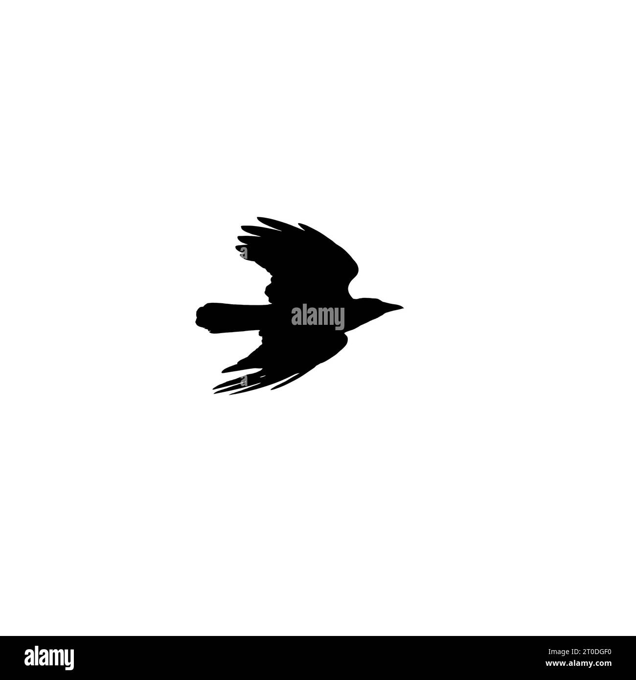 Schwarze Krähe fliegt schnell am Himmel, Silhouettenfoto isoliert auf weißem Hintergrund Stockfoto