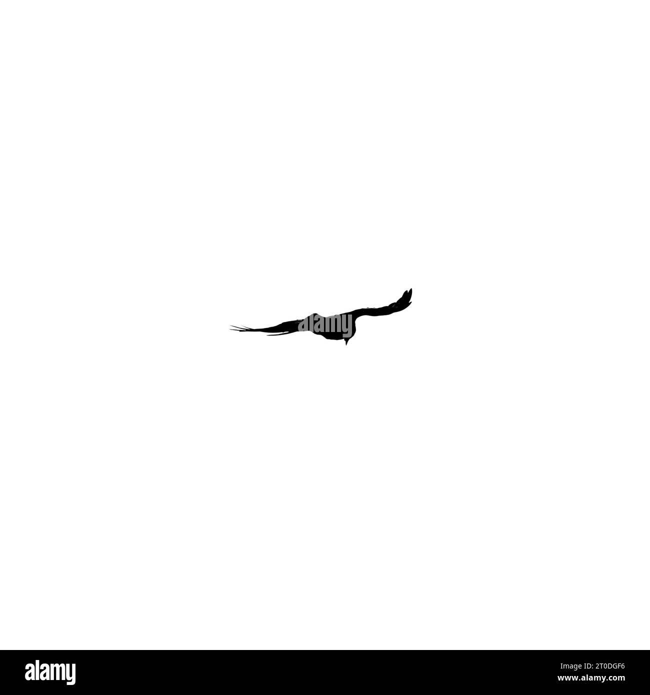 Schwarze Krähe fliegt am Himmel, Silhouettenfoto isoliert auf weißem Hintergrund Stockfoto