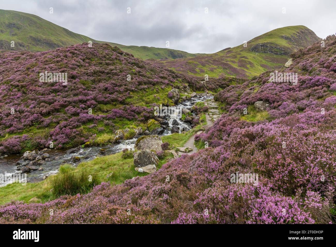 Heather-bekleidete Hügel und Tail Burn oberhalb des Grey Mares Tail Wasserfalls, Moffat Hills, Dumfries & Galloway, Schottland Stockfoto