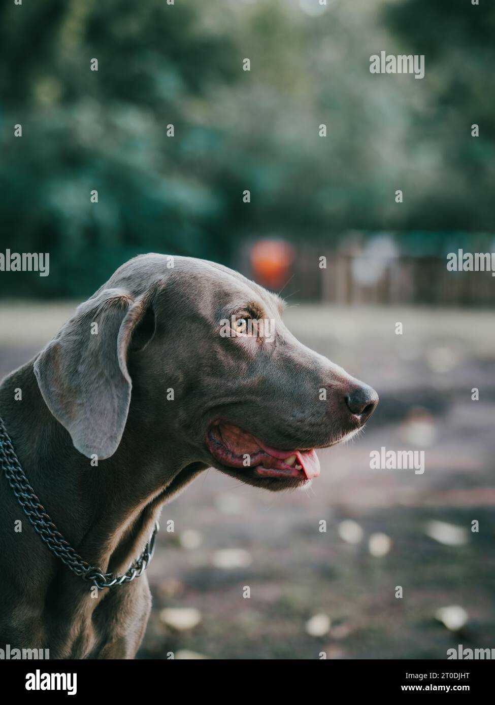 Grauer weimaraner Zeigerhund, der von der Kameraansicht wegblickt, in einer goldenen Stunde des öffentlichen Parkwaldes Stockfoto