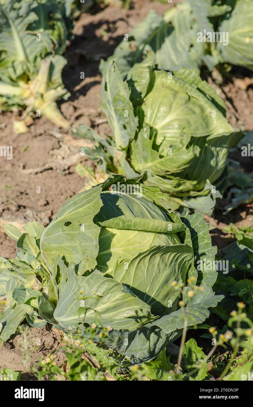 Schöner frischer grüner, großer reifer Kohl auf einem landwirtschaftlichen Feld im Herbst, vertikal Stockfoto