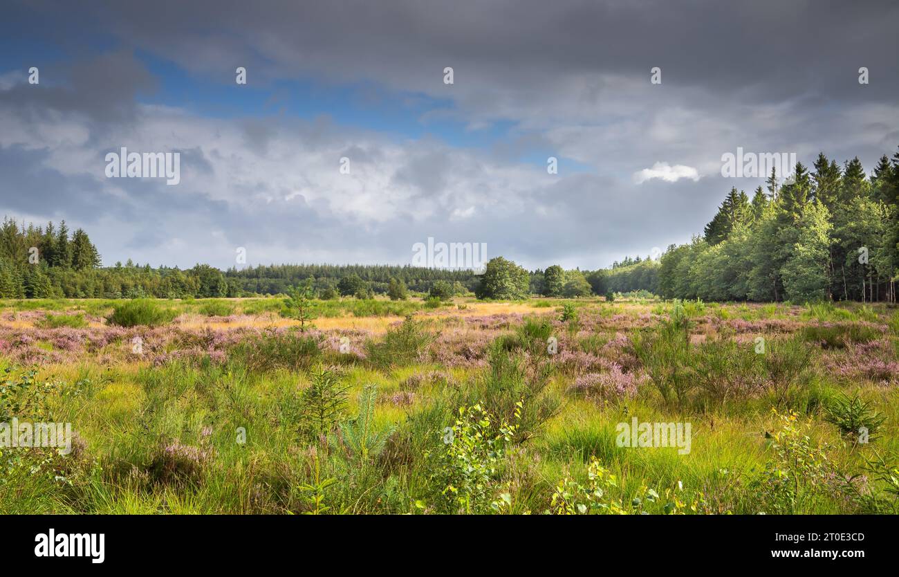 Blick auf die Heide von Boswachterij Grolloo mit Sträuchern und blühender Heidekraut, Calluna vulgaris, umgeben von Produktionswäldern mit Nadelbäumen ag Stockfoto
