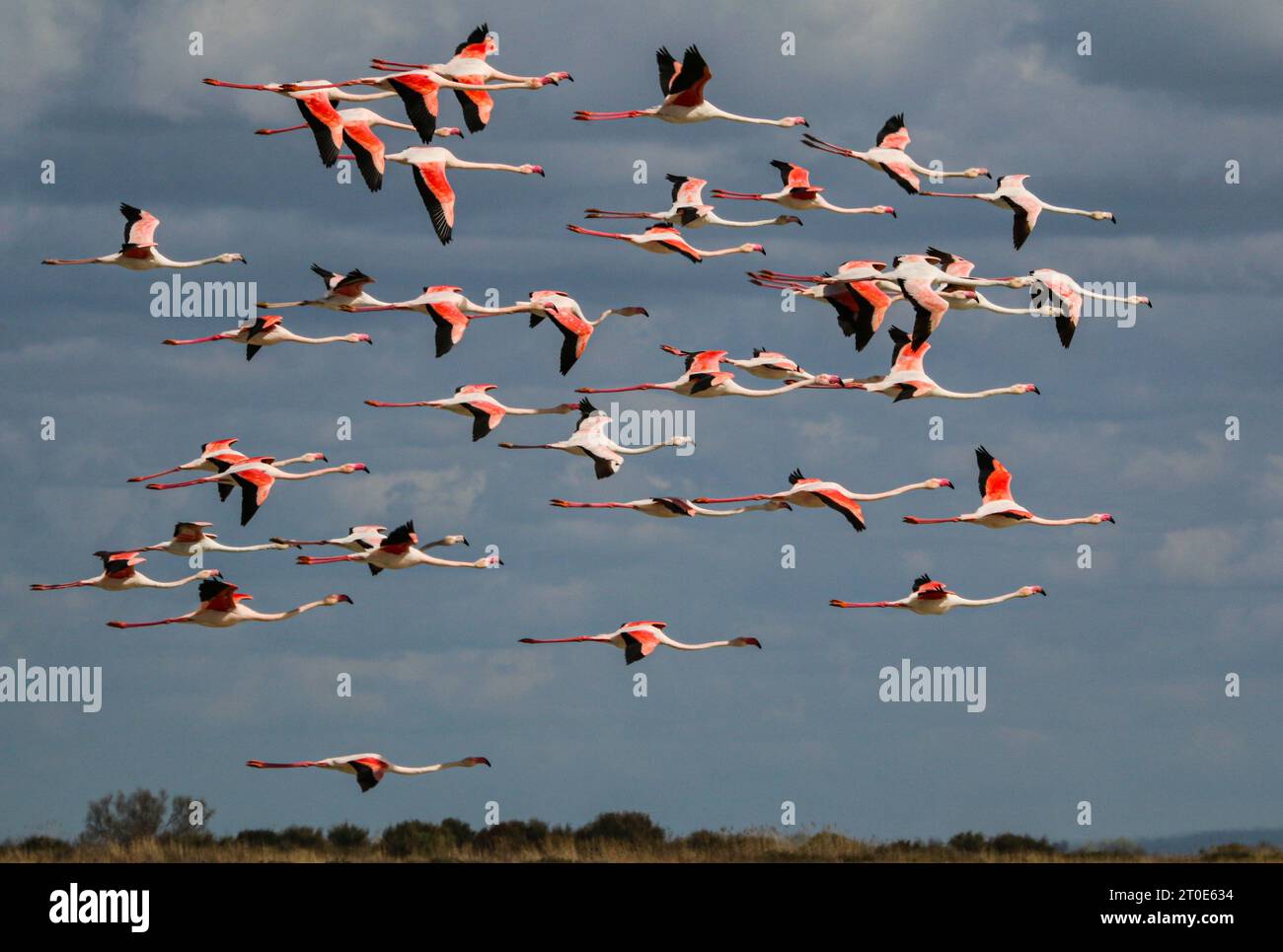 Flug von rosa Flamingos in der Camargue Stockfoto