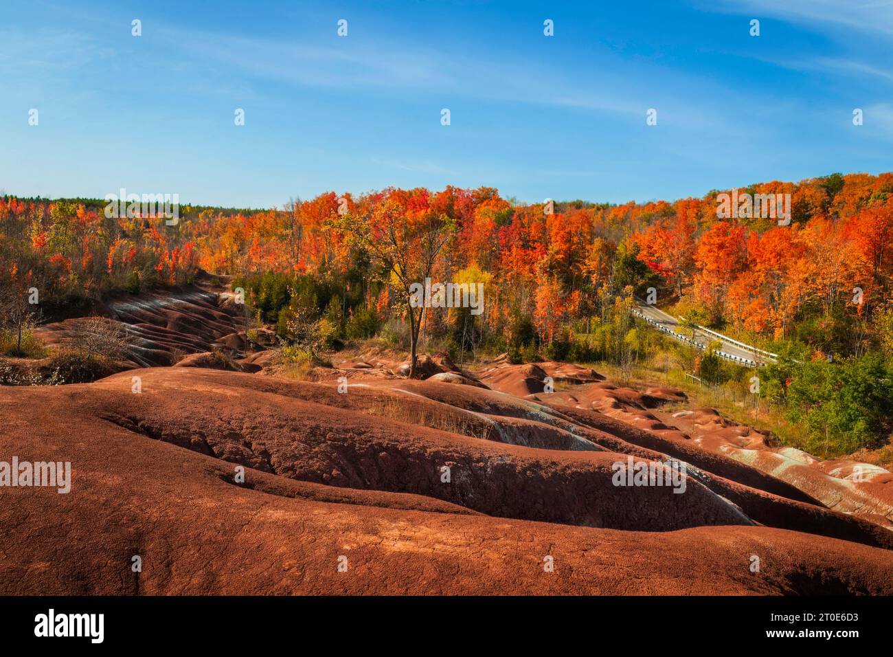 Autum in den Cheltenham Badlands in Caledon, Ontario, Kanada, kanadischer Herbst, rote Ahornbäume Stockfoto