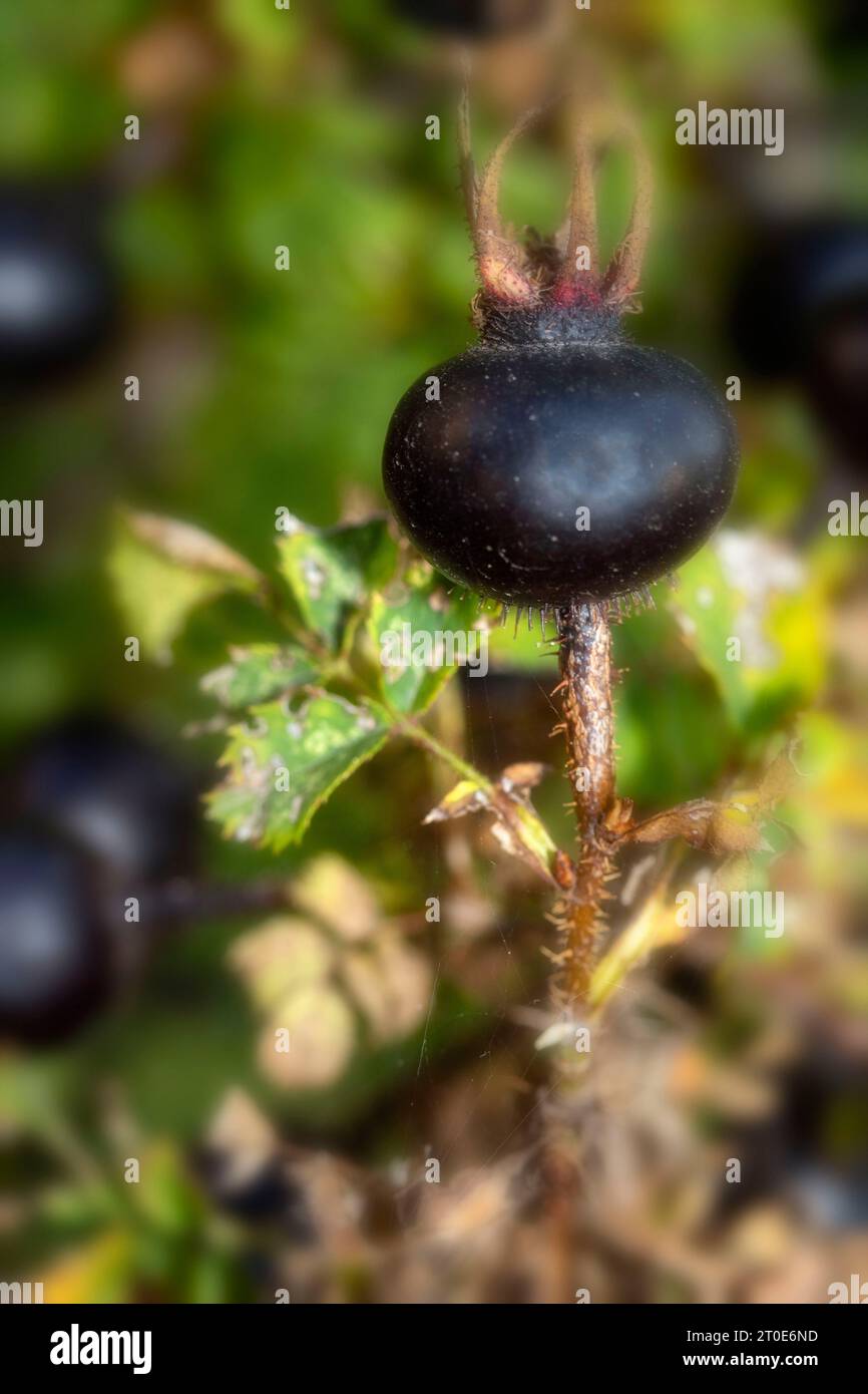 Atemberaubende dunkle Umzüge von Rosa Spinosissima in der hellen Spätsommersonne. Natürliches Nahaufnahme blühendes Pflanzenporträt Stockfoto