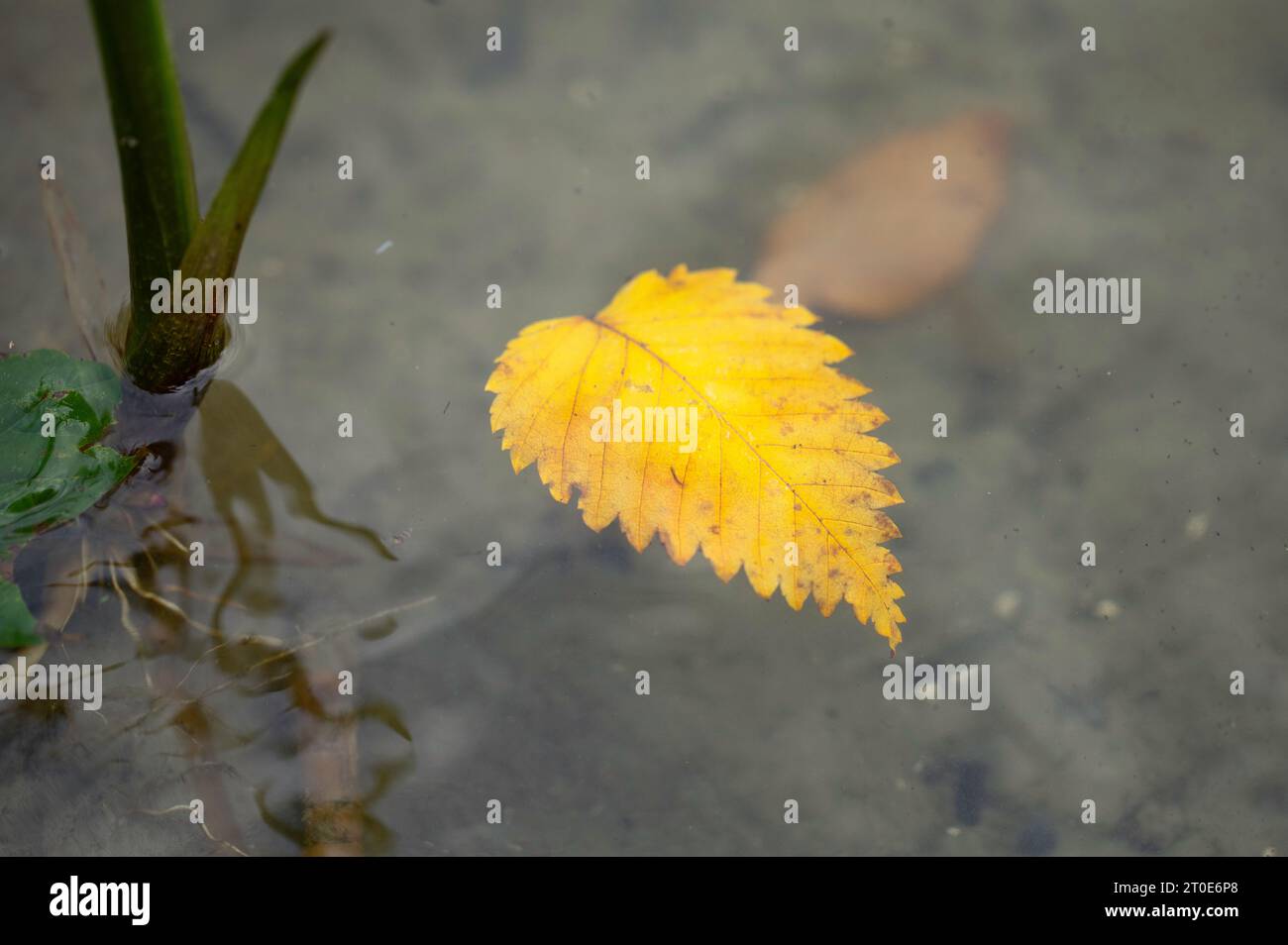 Gelbes einzelnes Herbstblatt, das auf der Oberfläche der Seen zwischen dem Schilf schwimmt. Stockfoto
