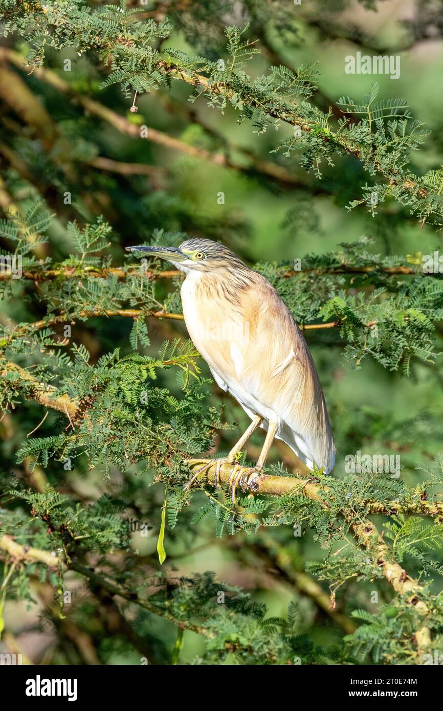 Squacco Heron, Ardeola ralloides, auf einer Akazie am See Naisvasha, Kenia. Diese Migranten waten Vogel Winter in Ostafrika, und ernährt sich von Fischen, Frosch Stockfoto