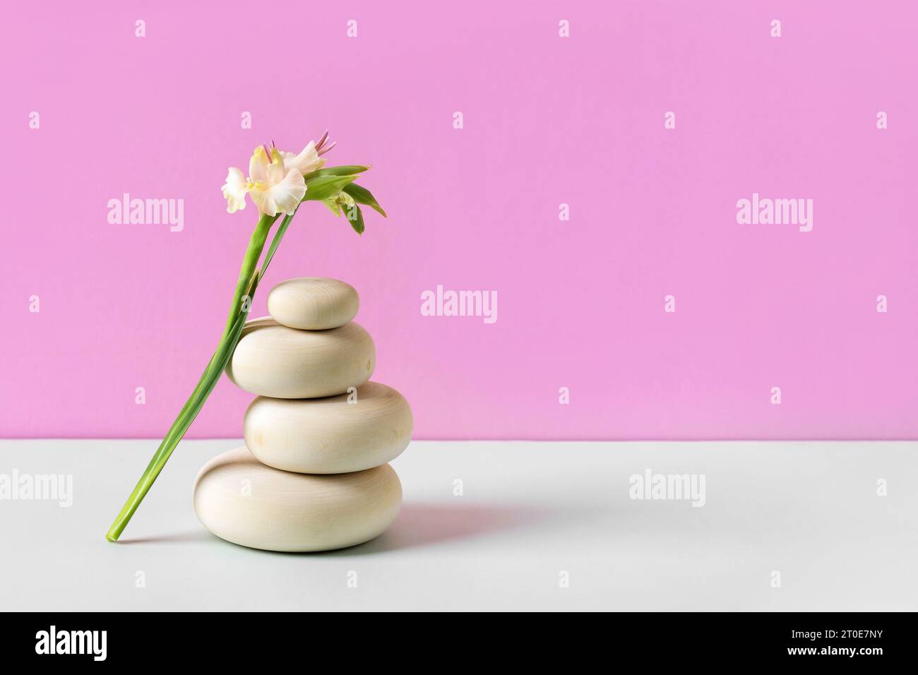 Hölzerner runder Podiumsockel kosmetische Schönheitsproduktpräsentation leeres Modell auf rosa Hintergrund mit Gladiolusblume. Stockfoto