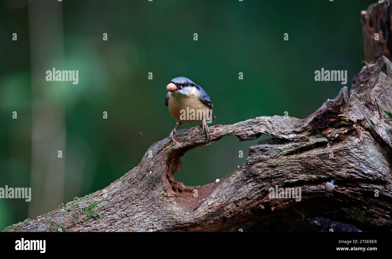 Nuthatch sammelt Nüsse im Wald Stockfoto