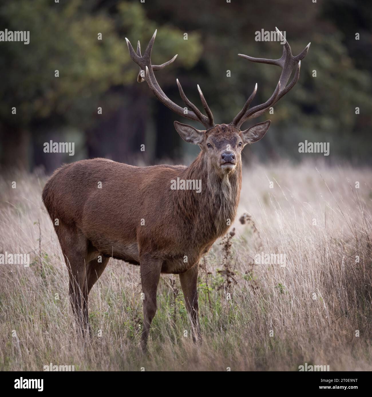 Mächtiger Rotwild, der stolz auf sein Geweih steht Stockfoto