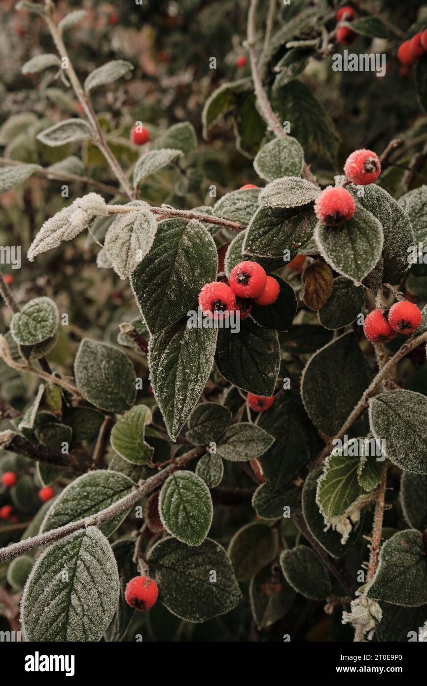 Winter frostige rote Cotoneaster Früchte Stockfoto