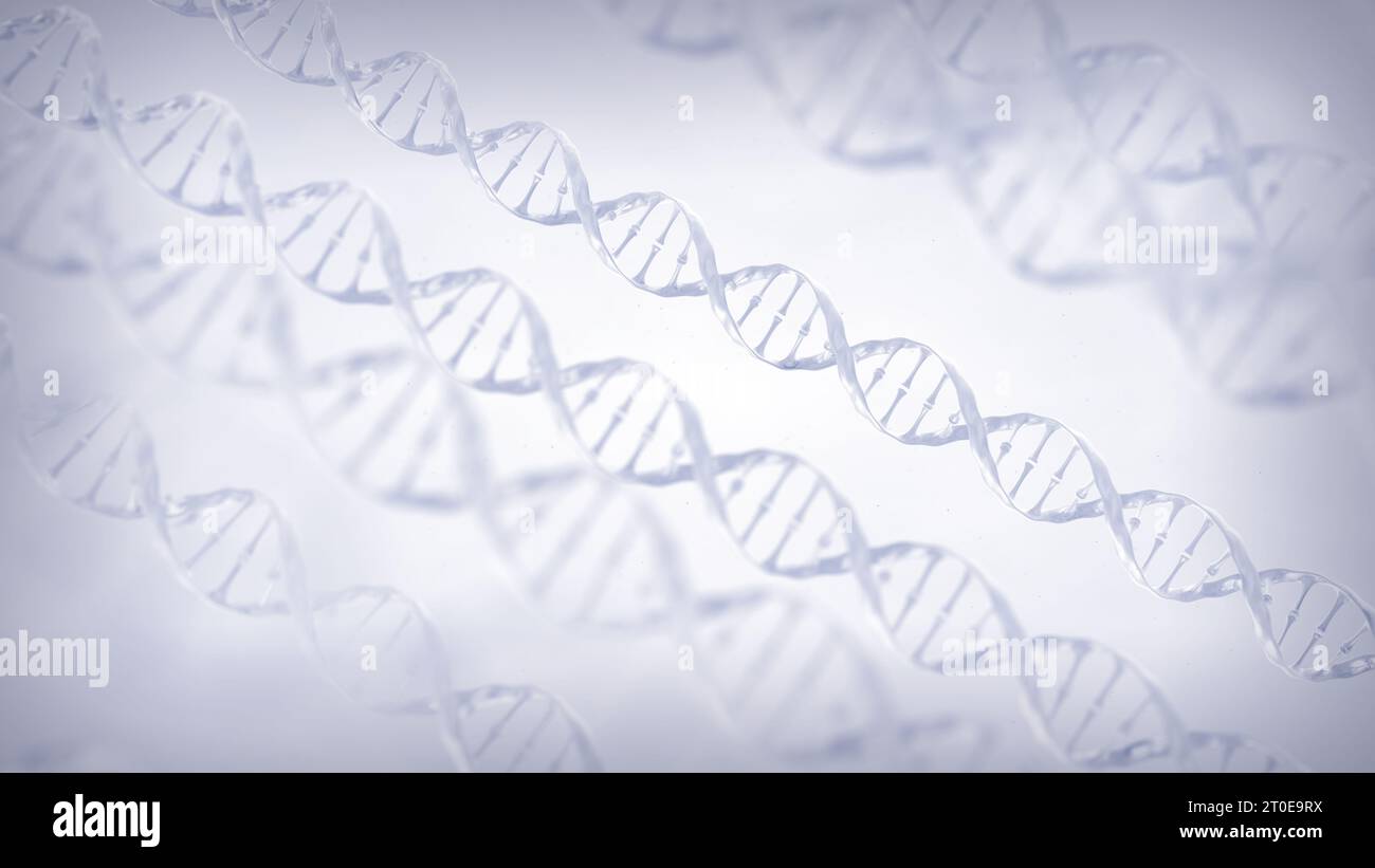 Untersuchungen zum menschlichen Genom. Doppelhelix-DNA (Desoxyribonukleinsäure)-Molekül. Stockfoto