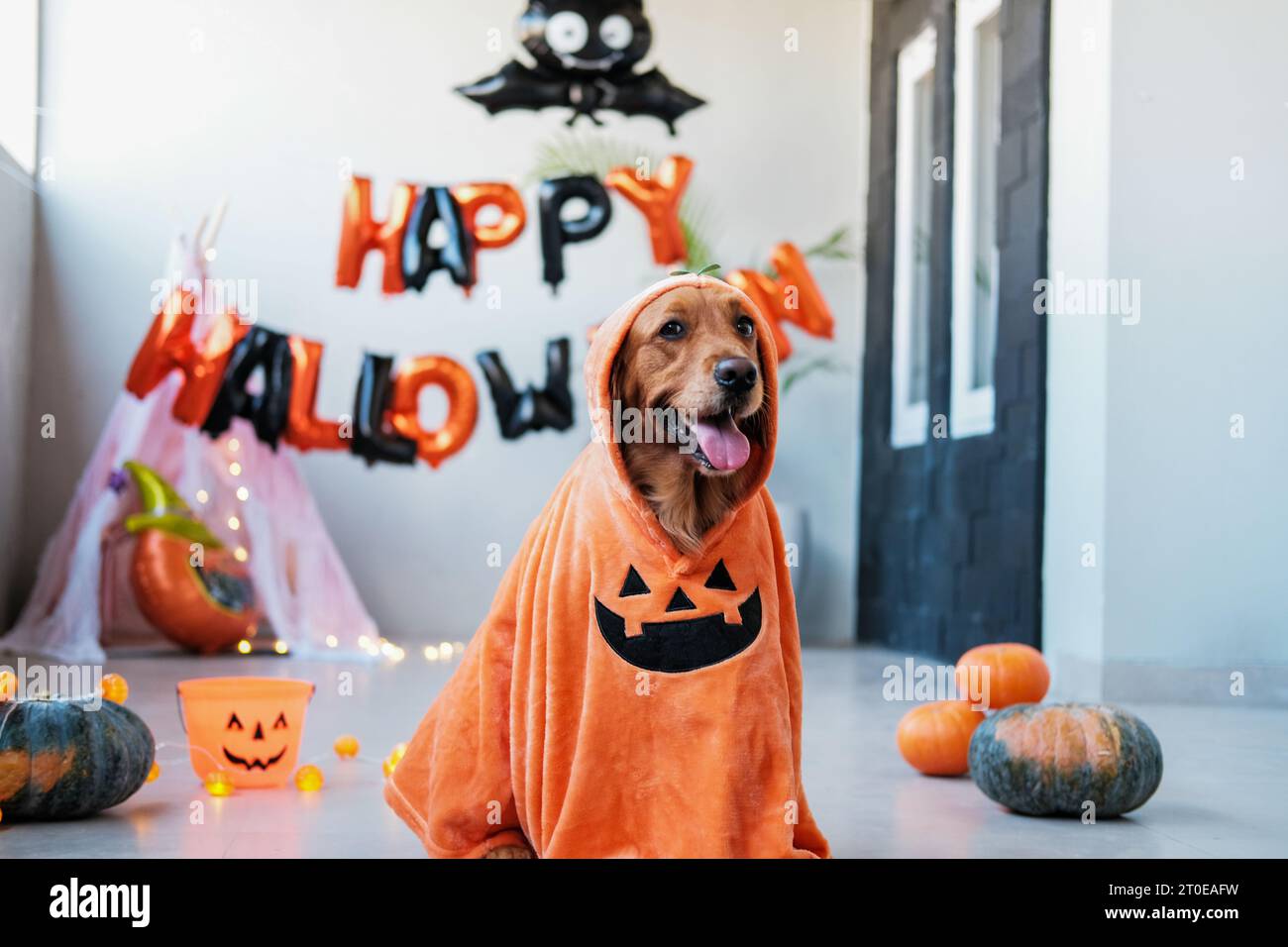 Halloween-Hund im Kürbis-Kostüm. Ein Hund der Rasse Golden Retriever sitzt. Stockfoto