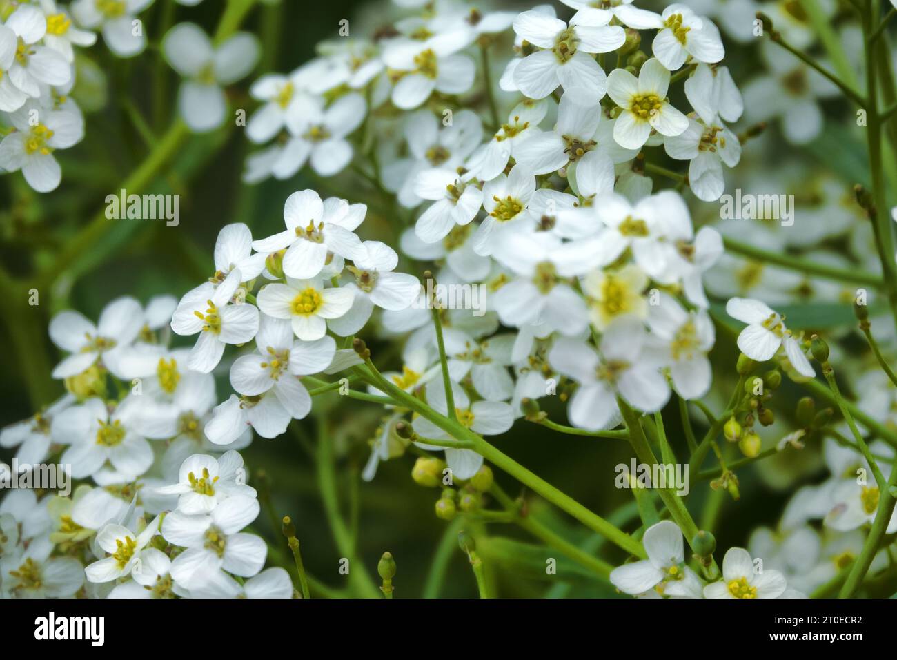 Russischer Meerkohl (Crambe tatarica) blüht (weiße Blütenstände) an der Küste des Asowschen Meeres. Arabatskaja Strelka Spucke. Stockfoto
