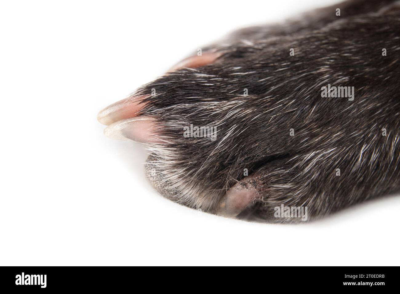 Isolierte Hundepfote, perspektivische Ansicht. Nahaufnahme eines kleinen schwarzen Kurzhaarhundes mit rosa Klauen. 9 Jahre alter boston Terrier Mops Mix. Selektiver Fokus. Whit Stockfoto