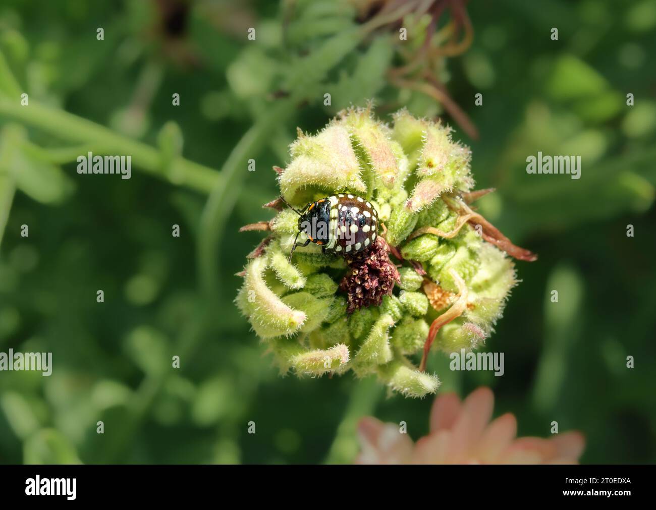 Blick von oben auf die südliche grüne Stinkwanze auf der Ringelblume. 3. Stadium oder Nymphe vom südlichen grünen Schild Bug oder Nezara viridula. Invasive Schädlinge Stockfoto