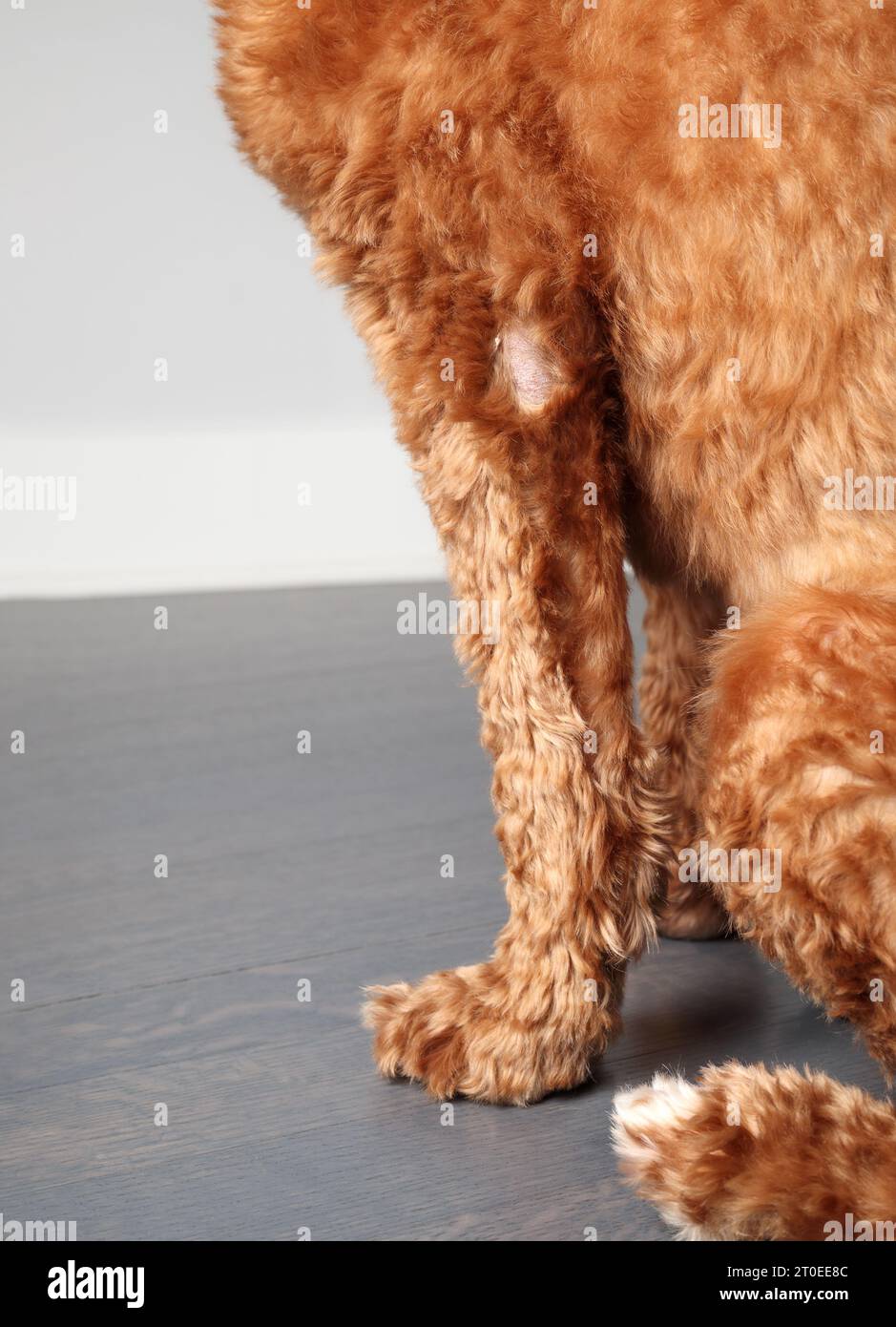Hund mit Alopezie oder Glatzenfleck. Weiblicher Labradoodle-Hund unter Chemotherapie mit Haarausfall am vorderen Beinelbogen. Haarausfall-Ursachen: Allergien, Gen Stockfoto