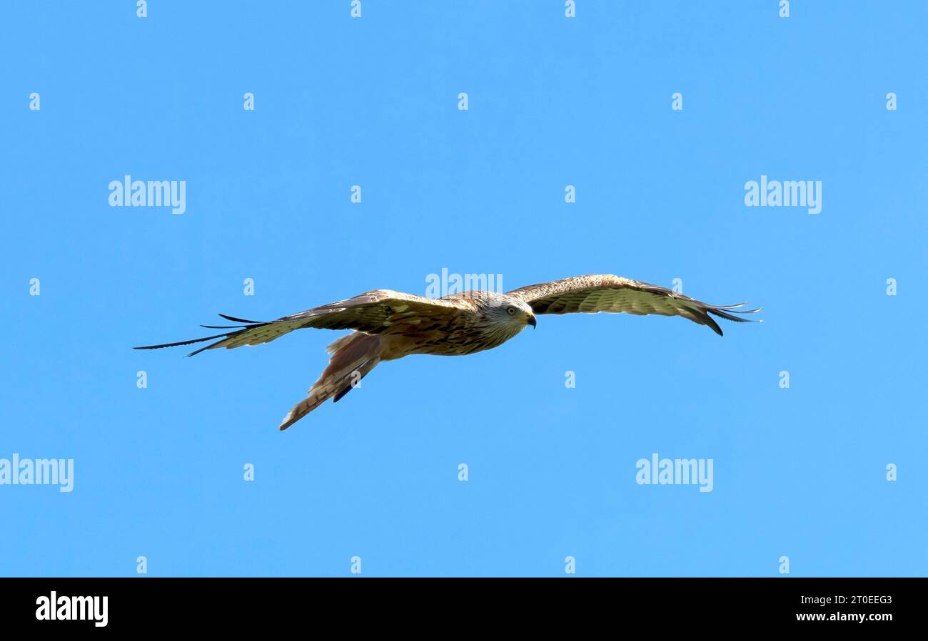 Der rote Drachen (Milvus milvus) ist sofort an seinem rotbraunen Körper und seinem tief gespaltenen Schwanz zu erkennen Stockfoto