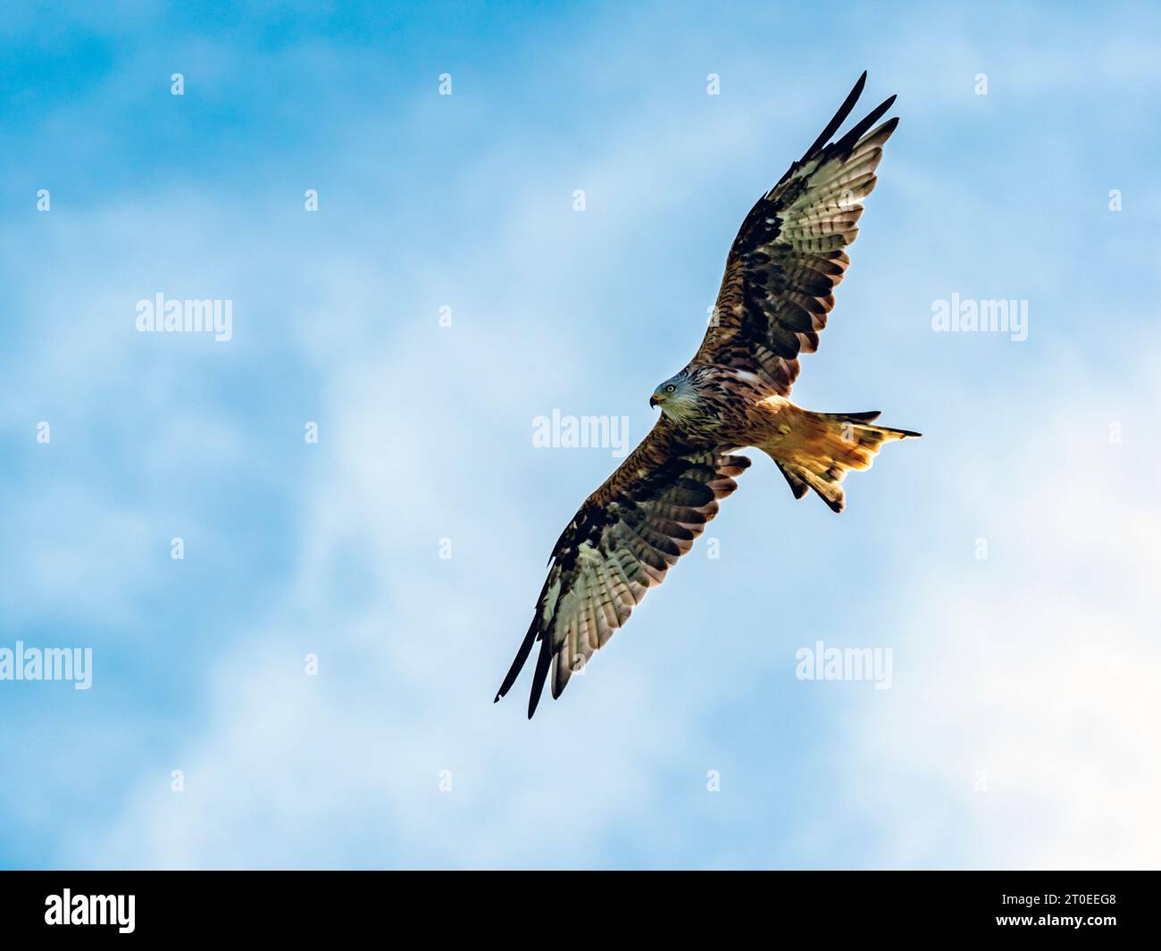 Der rote Drachen (Milvus milvus) ist sofort an seinem rotbraunen Körper und seinem tief gespaltenen Schwanz zu erkennen Stockfoto