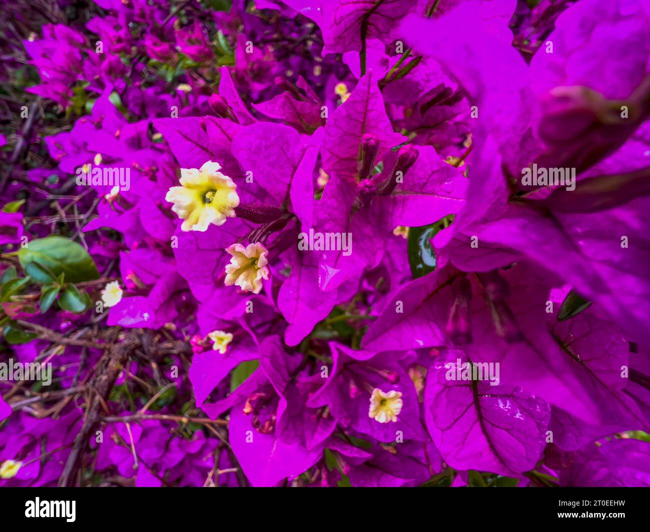 Bougainvillea glabra 'Sanderiana', mediterraner Sträucher mit violetten Blüten, Truthahn Stockfoto