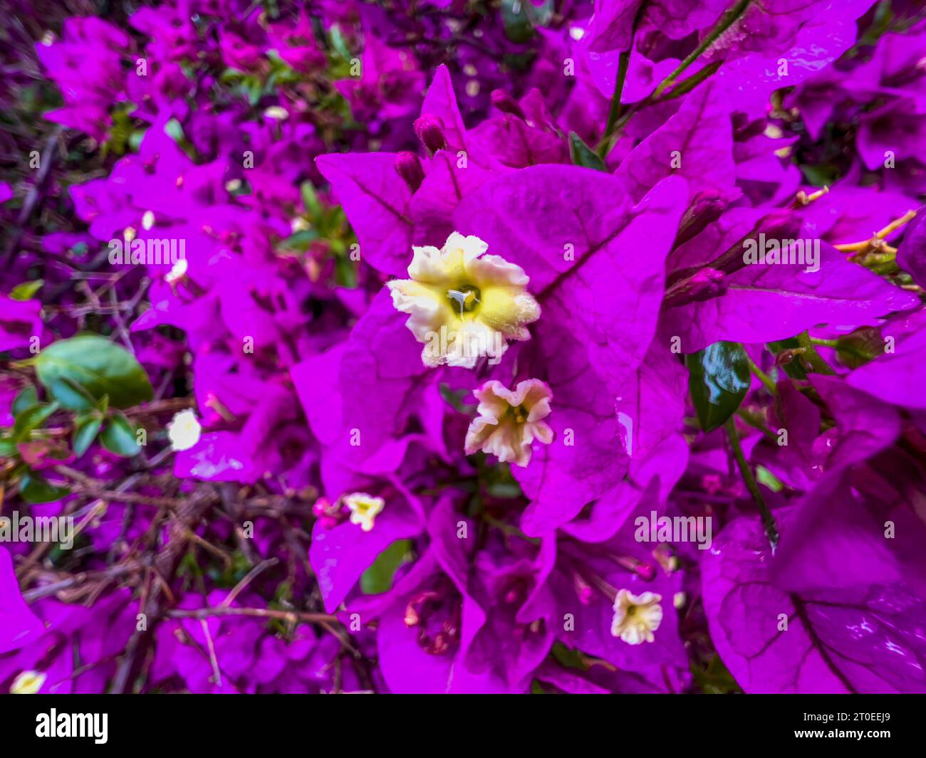 Bougainvillea glabra 'Sanderiana', mediterraner Sträucher mit violetten Blüten, Truthahn Stockfoto