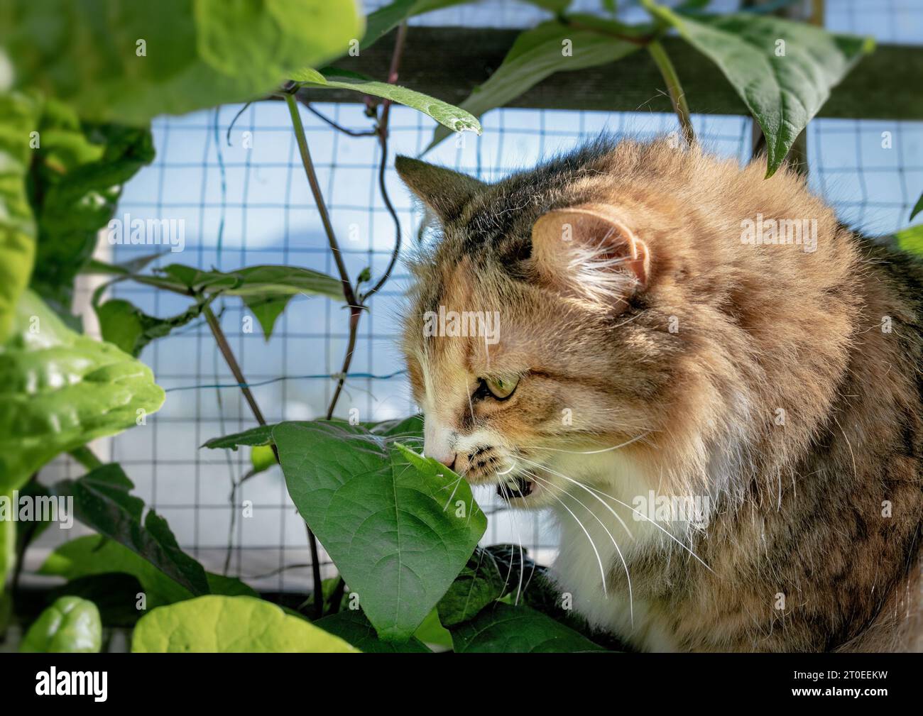 Katze isst Bohnenblätter. Niedliches Calico-Kätzchen sitzt zwischen grünen Bohnenpflanzen mit offenem Mund und beißt. Konzept zur Erhaltung von Pflanzen und Pflanzen Stockfoto