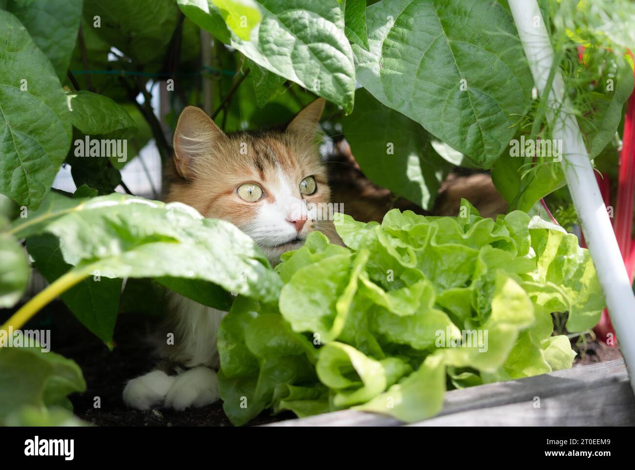 Neugierige Katze, die zwischen Pflanzen in Gemüsegarten-Pflanzenkasten sitzt. Flauschige Katze, die im Schatten reifer üppiger Gemüsepflanzen liegt. Wie ist Katzen aw aufzubewahren Stockfoto