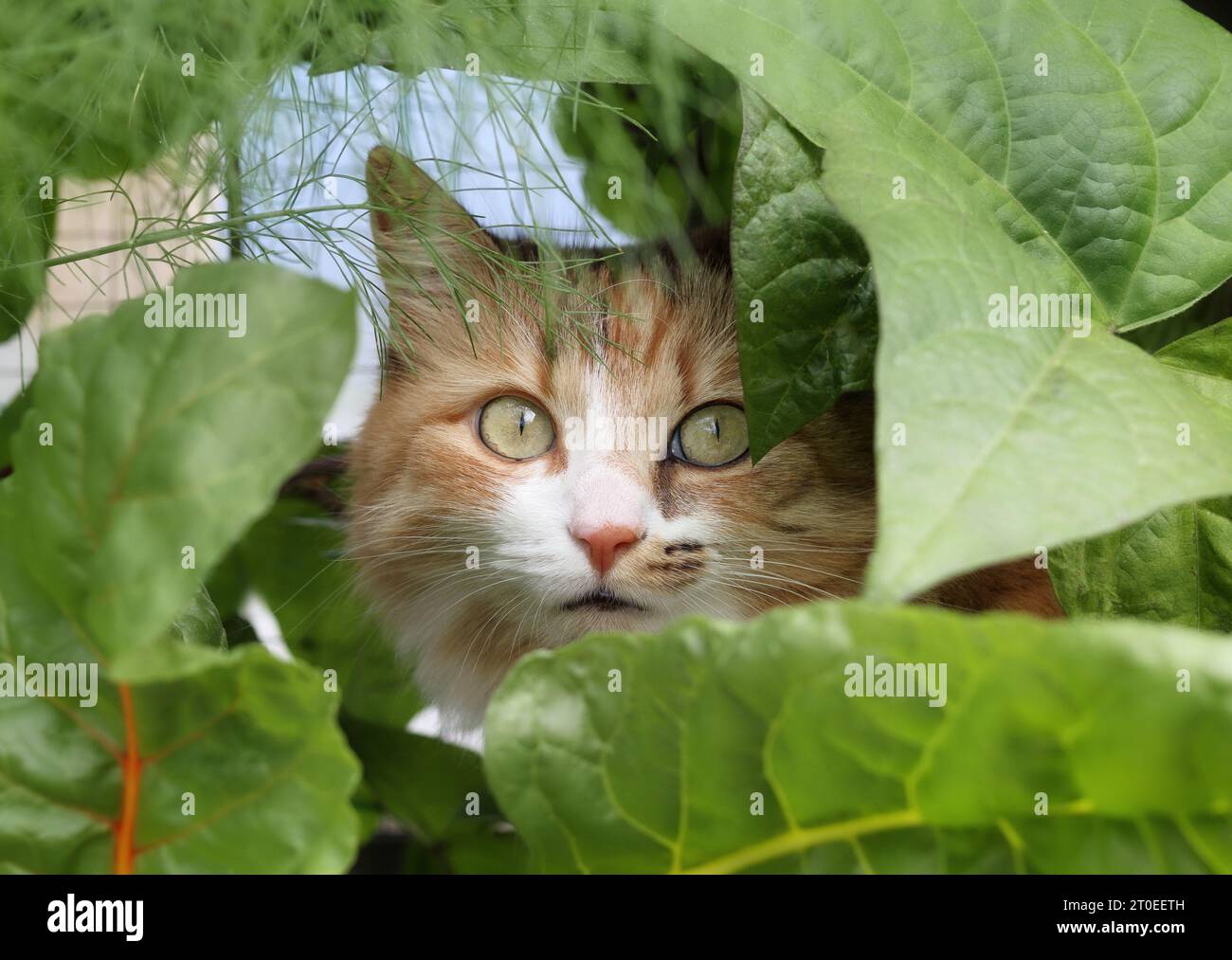 Niedliche Katze, die hinter Pflanzen aufblickt. Vorderansicht der Calico-Katze, die aus üppigem Gemüse im Garten blickt. Katze mit schönen asymmetrischen Markierungen Stockfoto