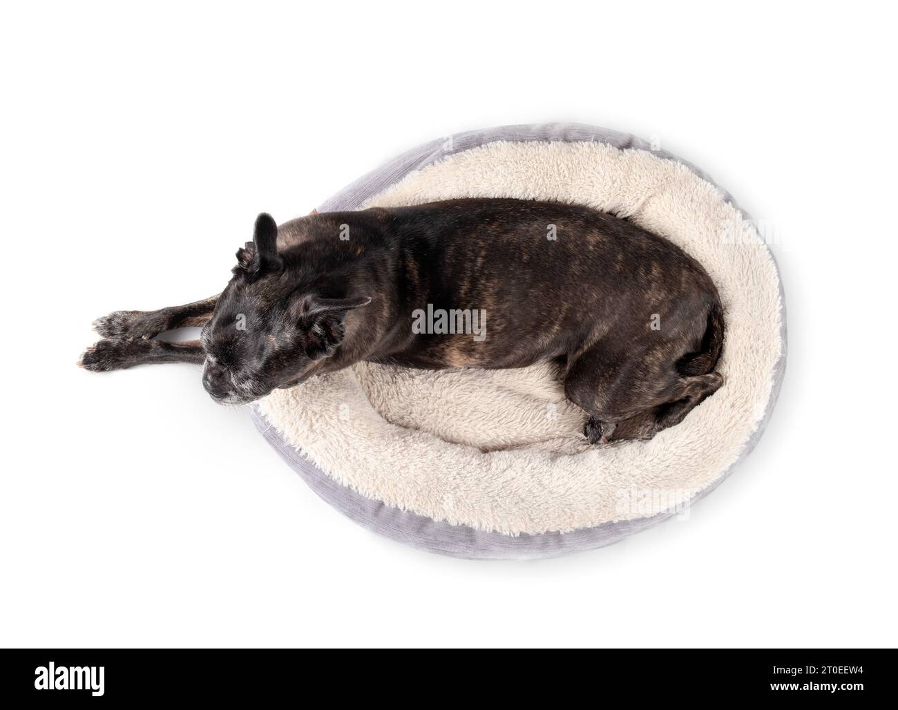 Seniorenhund schläft im Hundebett, Top-Visit. Niedlicher Hund mit Vorderpfoten, die außerhalb des Tierbettes gestreckt wurden. 9 Jahre alte schwarze boston Terrier Mops Mischung Schnorcheln Stockfoto