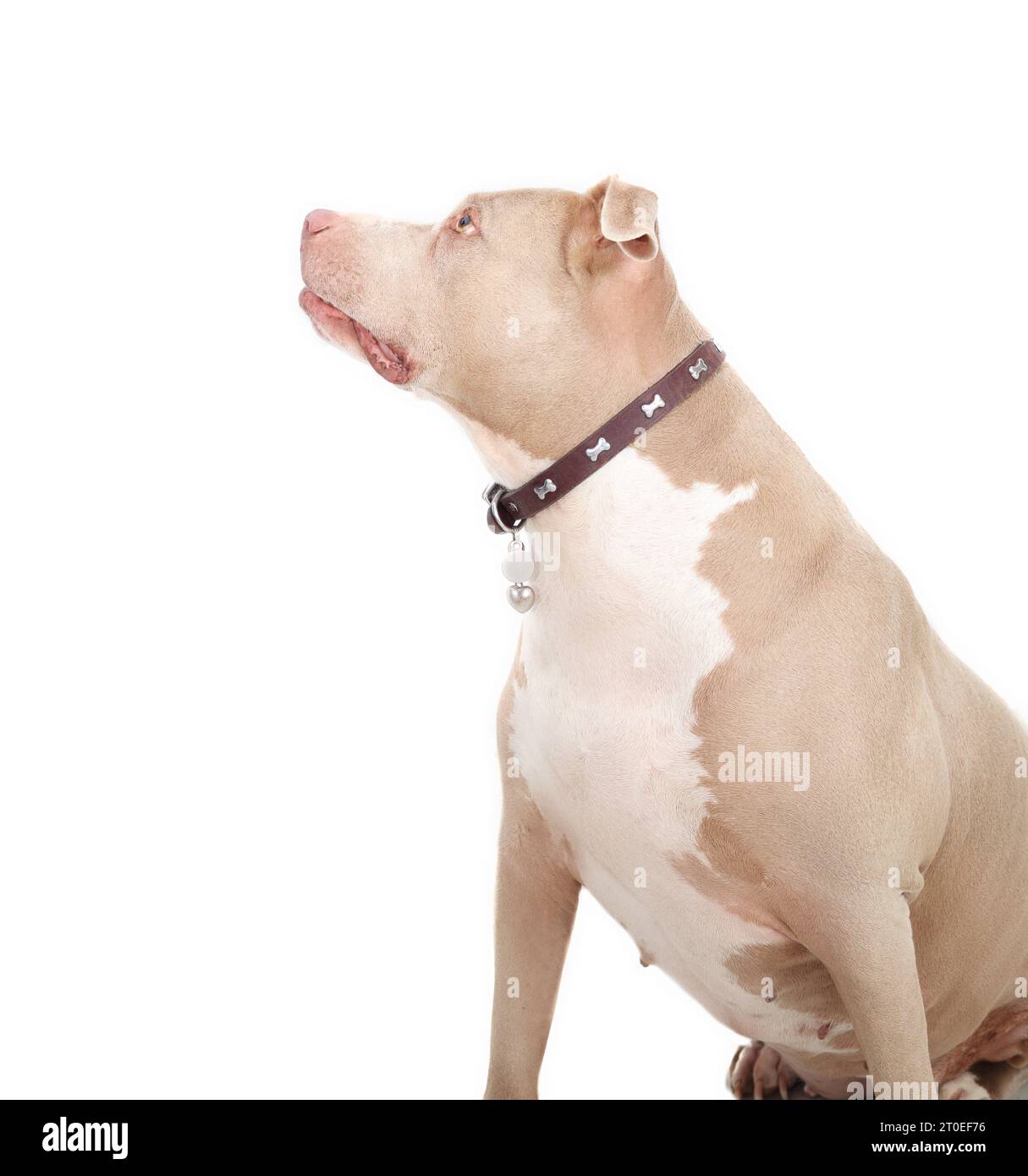Neugieriger Hund, der nach oben schaut, Seitenprofil. Isolierter großer Hund, der auf Futter oder Gehorsamstraining wartet. 10 Jahre alte amerikanische Pitbull terri Stockfoto