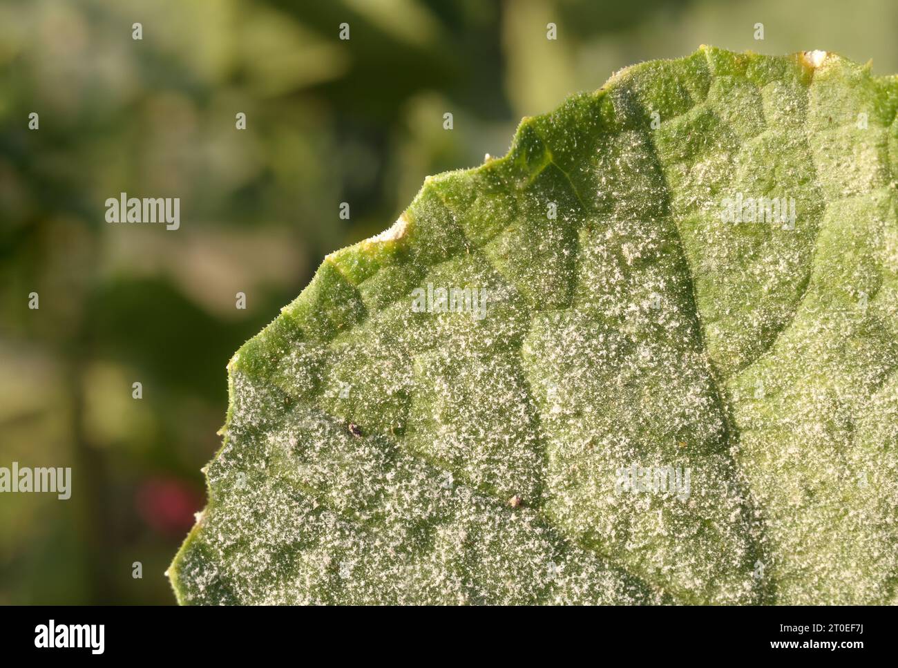 Pudriger Schimmel auf dem Blatt, Nahaufnahme. Weiße Sporen auf dem oberen Blatt der Aubergine im Garten. Pilzkrankheit kontaminiert Gemüse, Kürbiskerle, Nachtschatten und Stockfoto