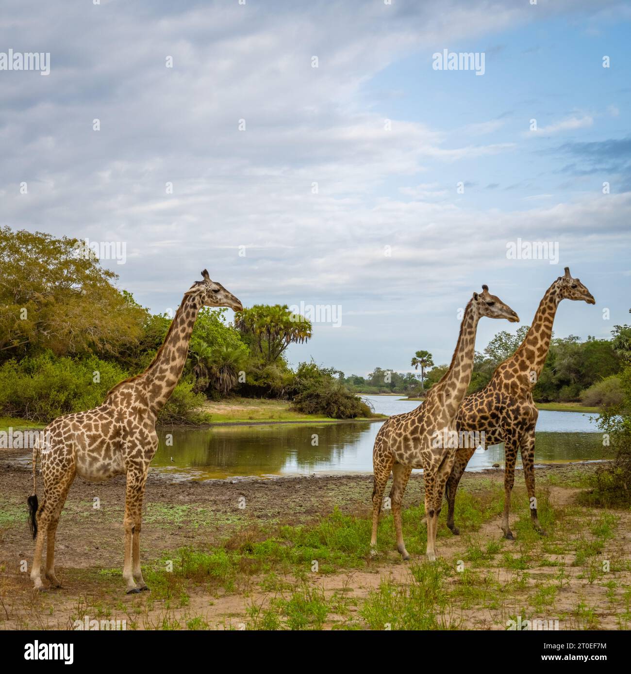 Drei Giraffen stehen frei im Selous-Nationalpark in Tansania Stockfoto