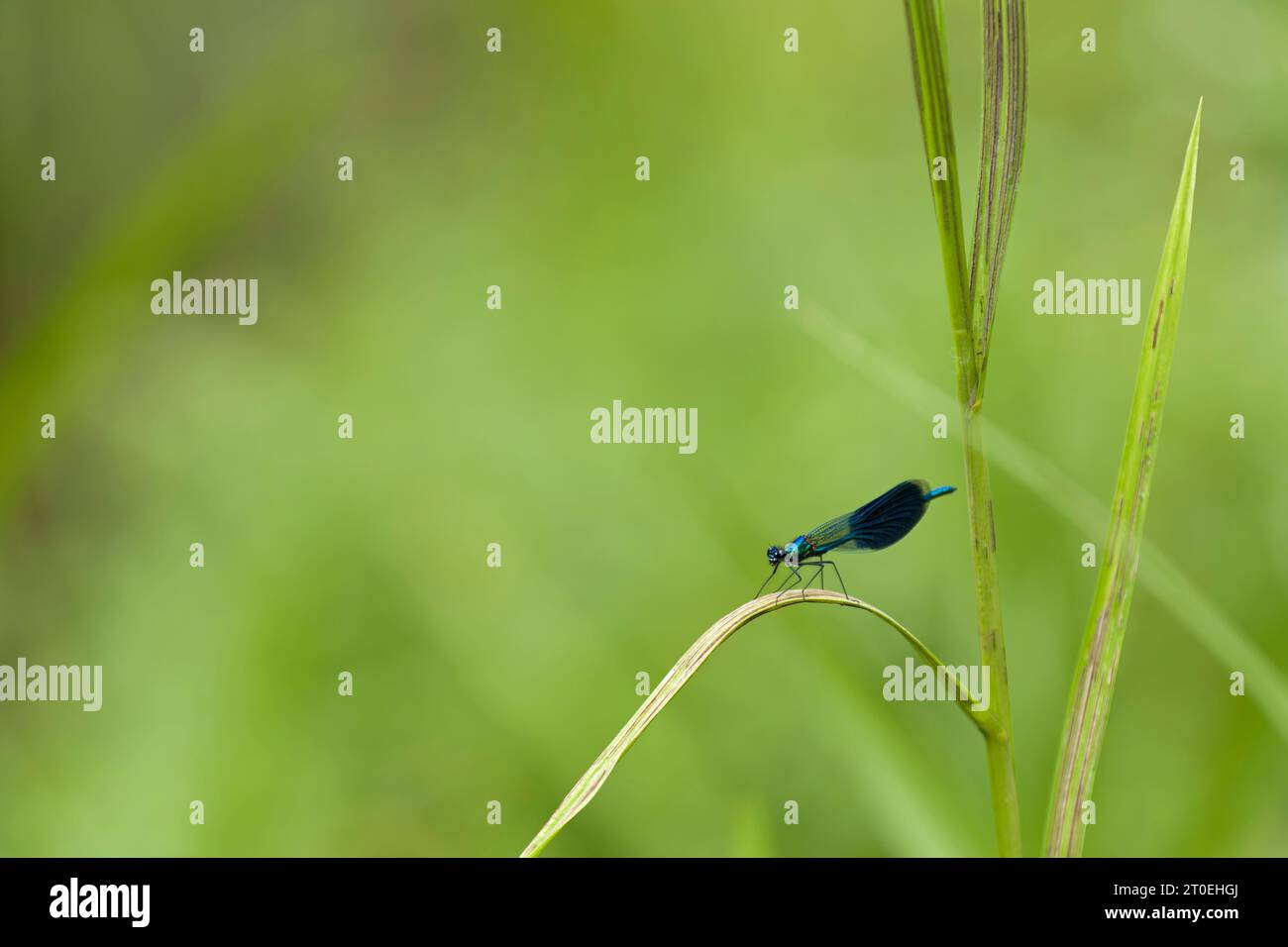 Gebänderte Damselfliege (Calopteryx splendens, männlich) auf einem Grasblatt, Naturpark Pfälzerwald-Nordvogesen, Deutschland, Rheinland-Pfalz Stockfoto