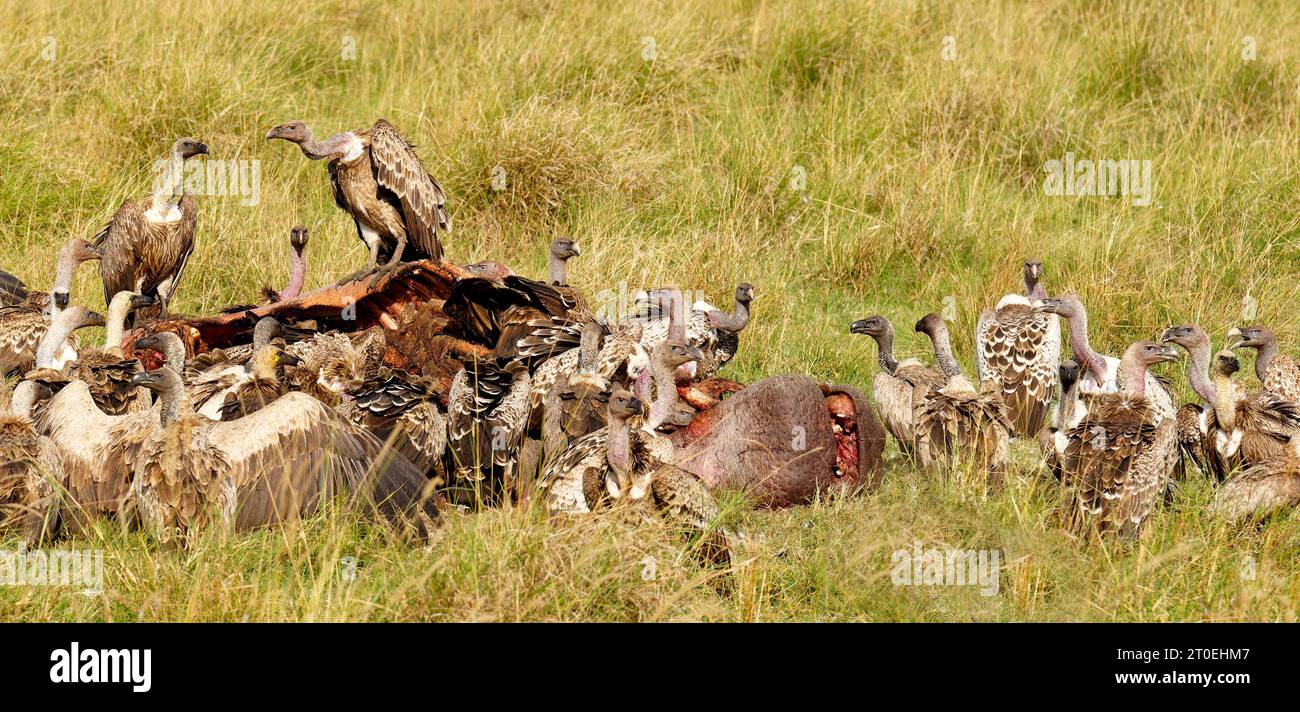 Rüppell-Geier (Gyps rueppelli), Weißgeier (Gyps africanus) und Marabou auf dem Kadaver eines Nilpferdes, Masai Mara Game Reserve, Kenia, Afrika. Stockfoto