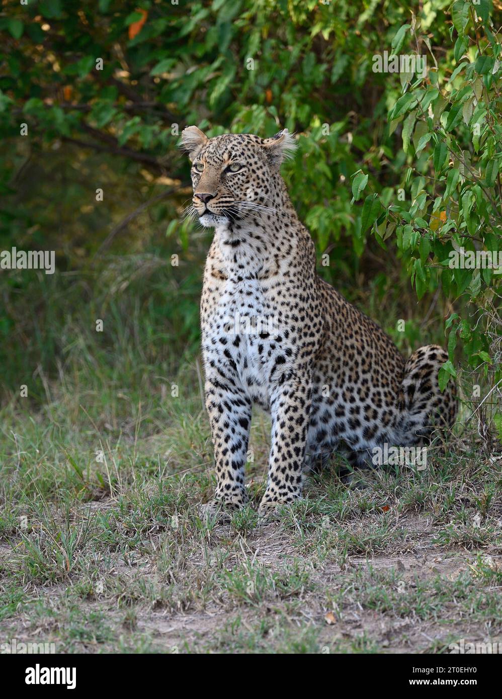 Leopardenfrau (Panthera pardus), Porträt, Masai Mara Game Reserve, Kenia, Afrika Stockfoto