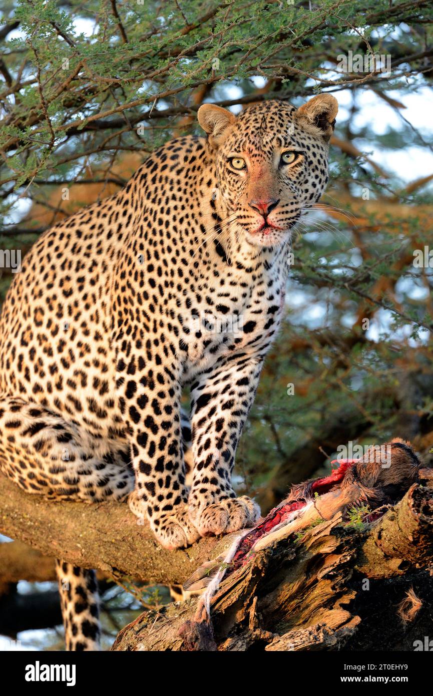 Leopard (Panthera pardus) mit einer Tötung in einem Akazienbaum in der Savanne des Serengeti-Nationalparks, Tansania, Afrika Stockfoto