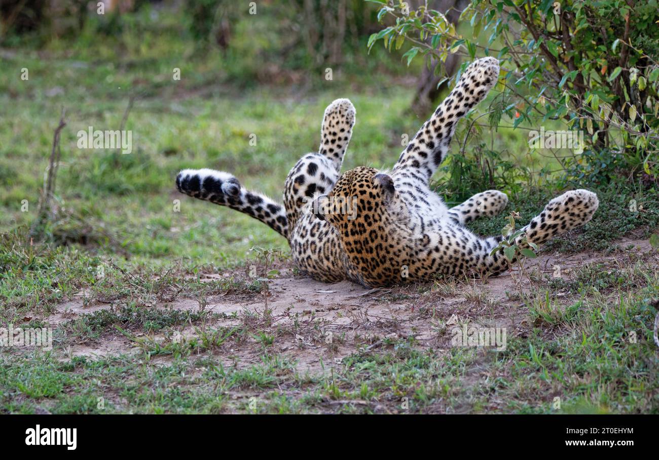 Leopard (Panthera pardus) nimmt ein Staubbad, Masai Mara Game Reserve, Kenia, Afrika Stockfoto