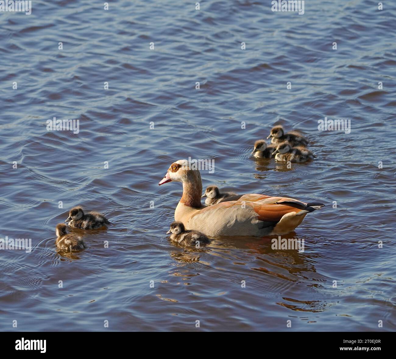 Ägyptische Gans (Alopochen aegyptiaca) mit Gänsen, Milnerton, Kapstadt, Südafrika. Stockfoto