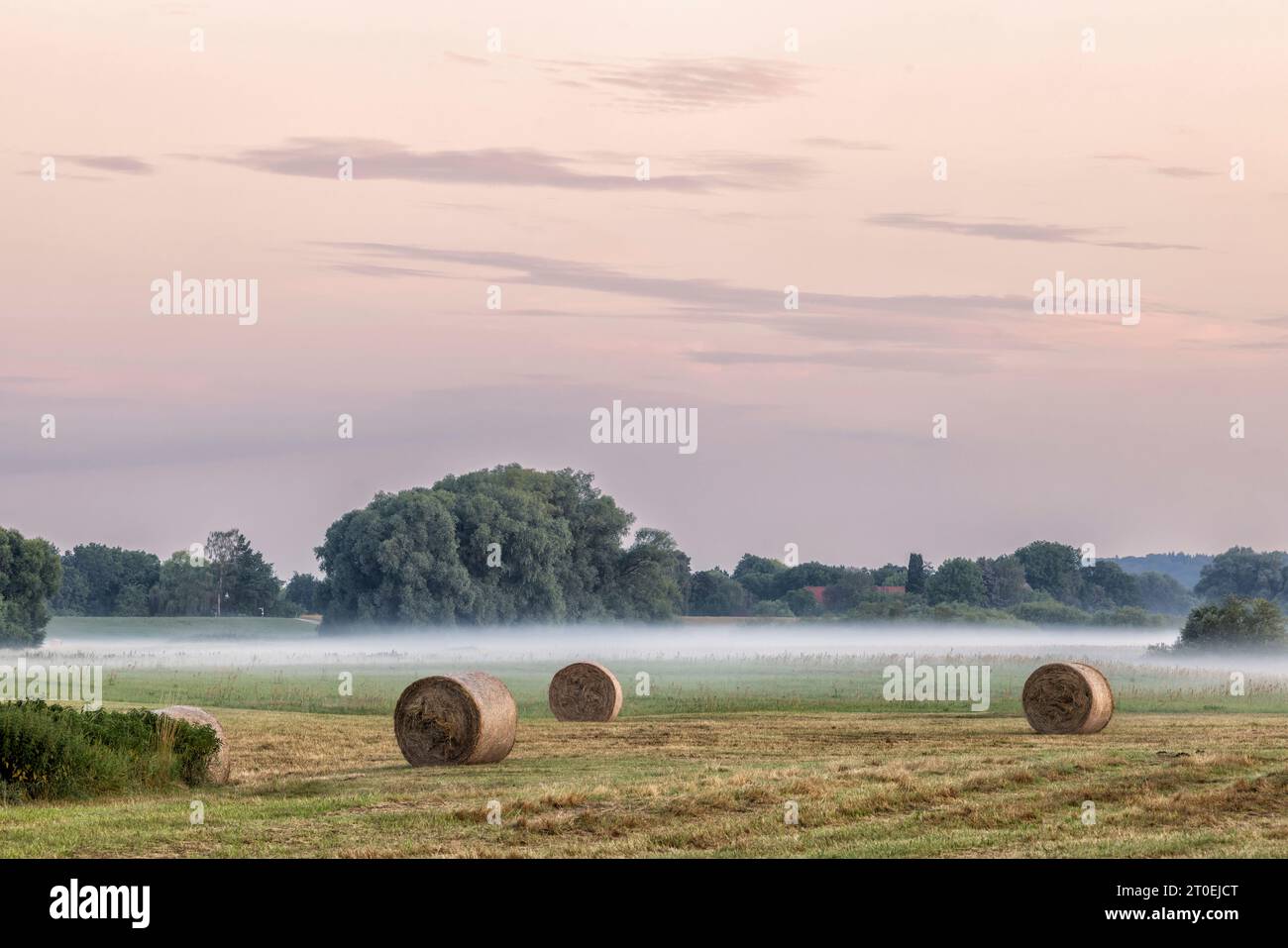 Rundballen auf einer Wiese der Elbtalaue in Niedersachsen Stockfoto