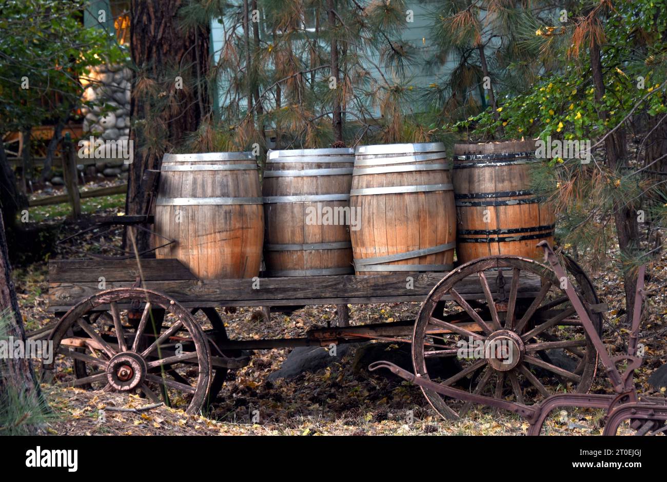 Vier alte Holzfässer fahren in einem antiken Wagen. Die Fässer haben Metallbänder. Der Wagen hat Holzräder mit Metallfelgen. Stockfoto