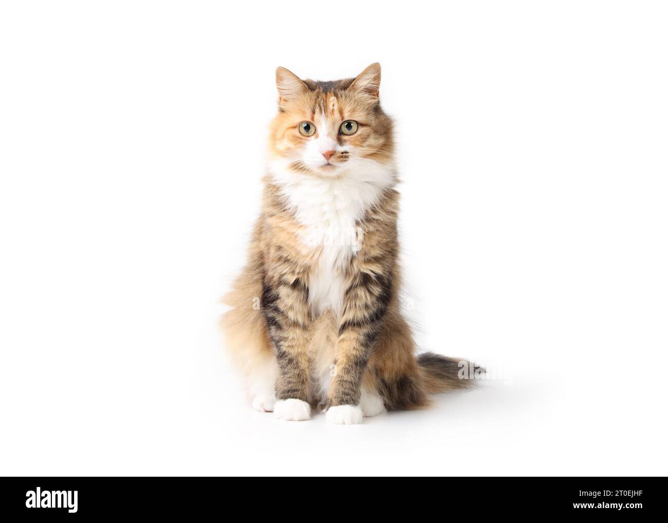 Kuriose Katze sitzt, während sie in die Kamera schaut. Entspanntes süßes flauschiges Kätzchen mit schönen asymmetrischen Markierungen. Ganzkörper-Katzenporträt. 3 Jahre alte Frau c Stockfoto