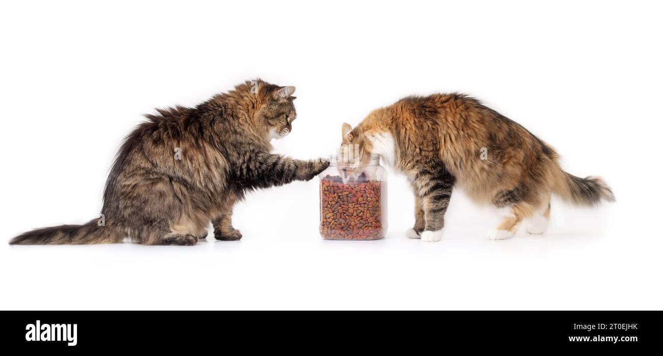 Zwei Katzen essen Kroketten aus der Schüssel. Calico-Katze mit Kopf im Behälter und Senior-Tabby-Katze mit Pfote auf der Essensschale, die auf sie wartet. Haustierportion Co Stockfoto
