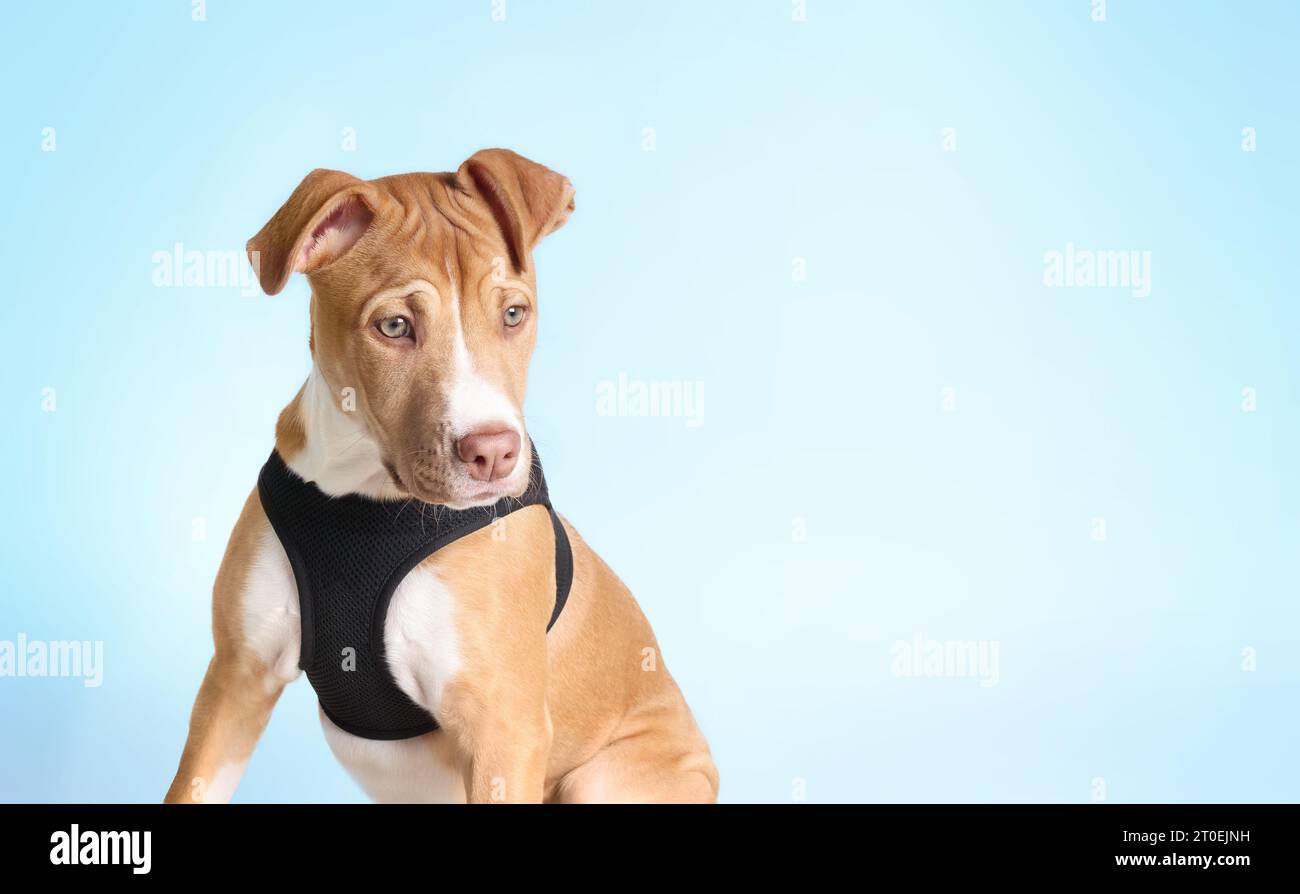 Boxer-Mix Hündchen mit Gurtzeug auf blauem Hintergrund. Niedliche Vorderansicht eines Hündchens großer Rasse, der in die Kamera schaut. 4 Monate alt, weibliche Boxer Pitt-Mischung, Kitz Stockfoto