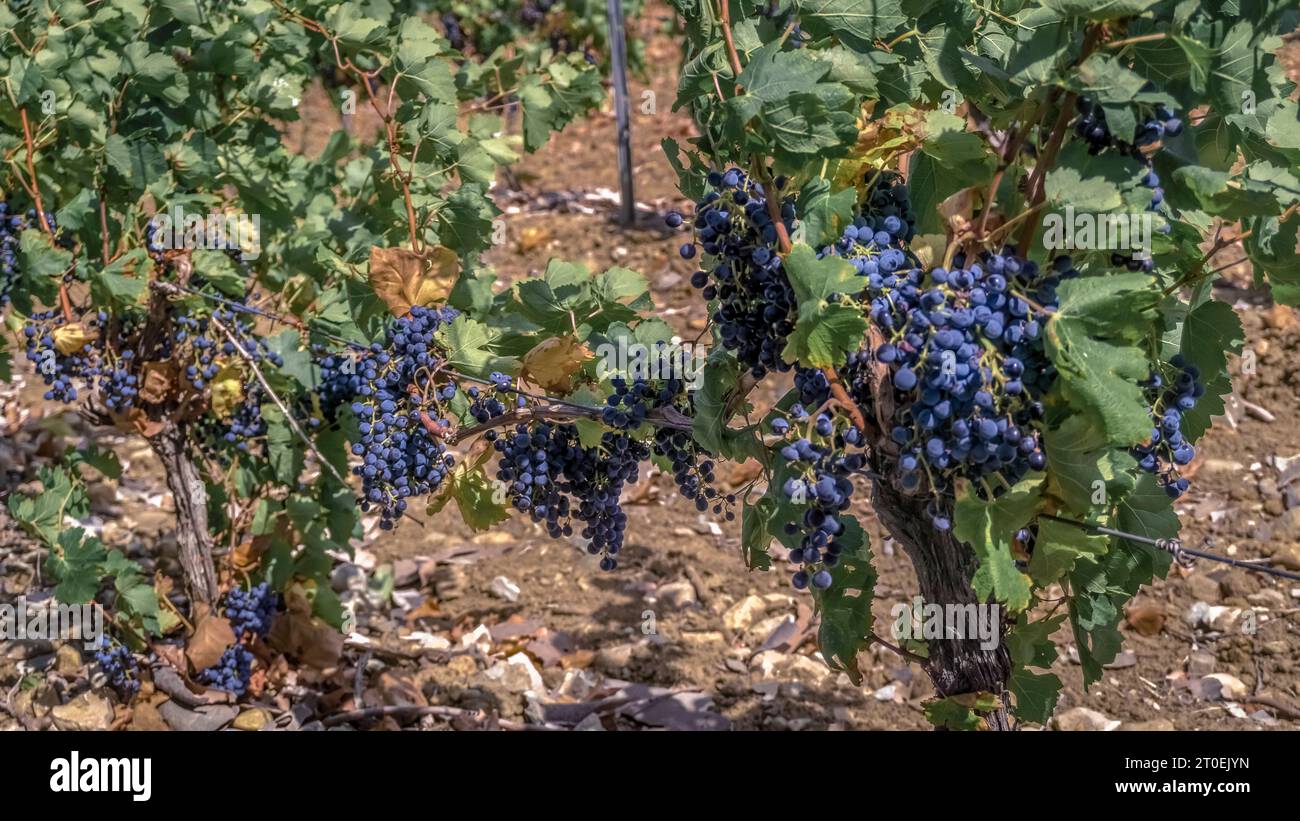 Weinrebe in Fabrezan. Stockfoto