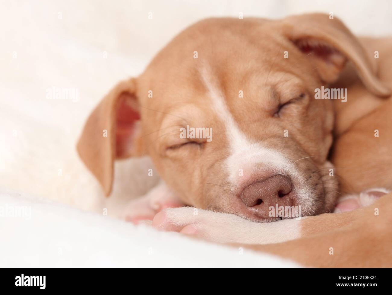 Niedlicher Welpe, der auf dem Sofa schläft, Nahaufnahme. Kopfschuss eines erschöpften Welpen, der auf einer weißen, flauschigen Decke liegt. 8 Wochen alte Boxer-Mischling-Rasse. Helle Augenbraue Stockfoto